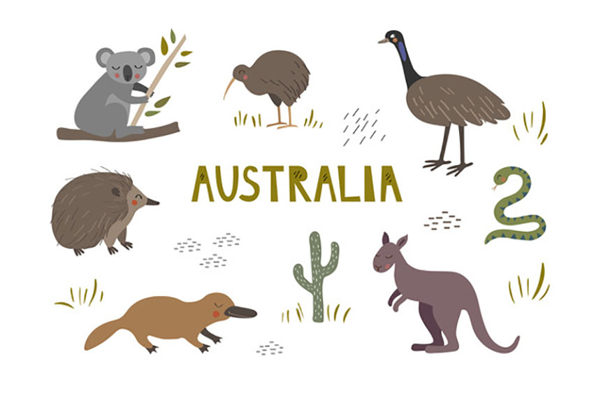 Cute Australian Animal Illustrations